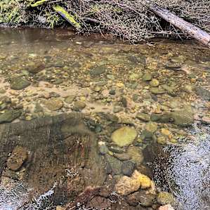 160 Acres amidst National Forest
