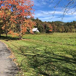 Belmont Farm/ with Sunflowers 🌻