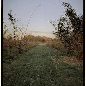 Peaceful Bamboo Farm Camping