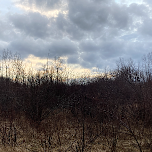 Songdog Meadows