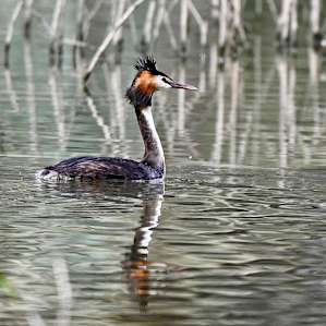 This Grebe was just one of many on the lake - many with their babies