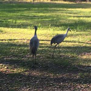 Resident wildlife