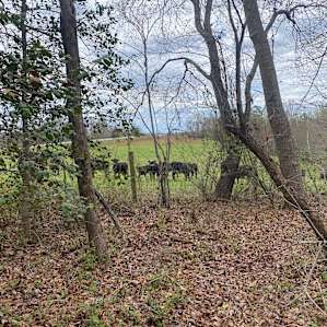 Eden Oaks Vineyard Campground
