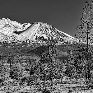 Shasta Juniper High Desert