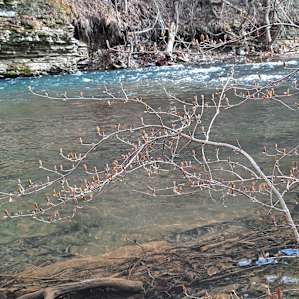 Savage Acres: Creekside Woods