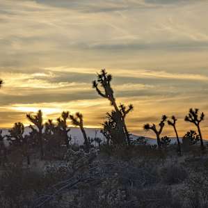 Palm's Ranch