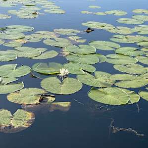 Lily pads galore on the pond!