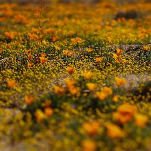 wildflowers along the road into the Rancho