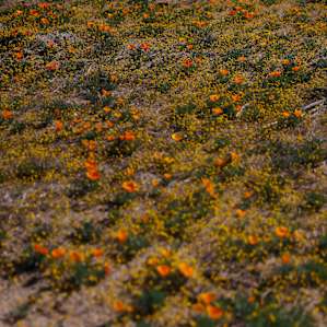 wildflowers along the road into the Rancho