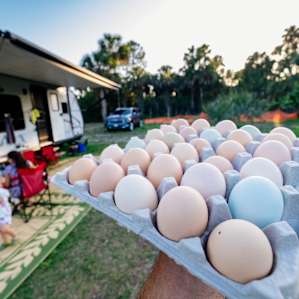 Fresh Farm Eggs available!