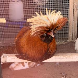 Camping with Rescue Animals