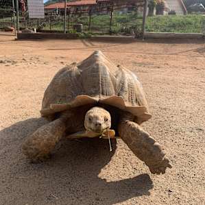 Camping with Rescue Animals