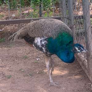 Camping with Rescue Animals