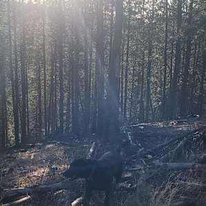 The Wilderness