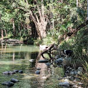 Private Rainforest Creek Camp