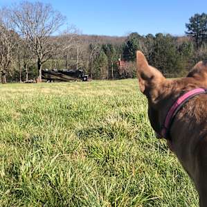 Room to stroll with the dog