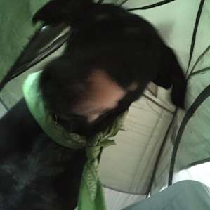 My dog's first camping trip. He loved it at Justine's!