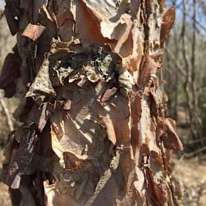 So many different types of trees on property.
