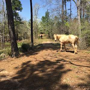 Horses! ❤️ They didn’t want pets, though.