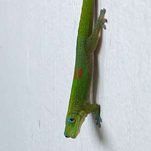 Porch Visitor