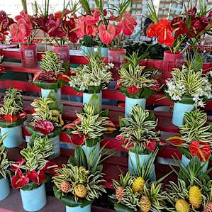 Hilo Farmers Market