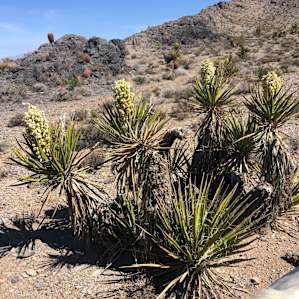 Tipi Ravens Nest in the Mojave