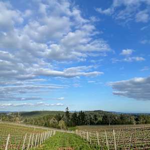 Vineyard by day, Stars at night!