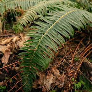 Carben Forest