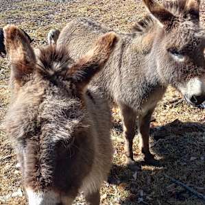 Farm Animal Rescue - The Greenhouse
