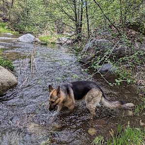 Buffy showing us the best places to swim!