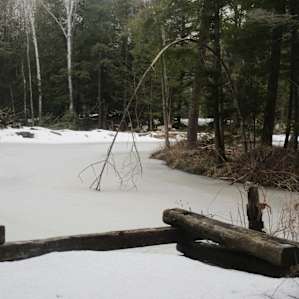 Cedar Creek Forest Camping