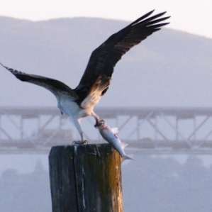 Terminal 4 San Pablo Bay View