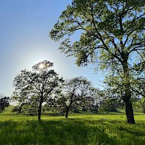 Firefly Ranch