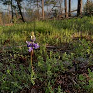 160 Acres amidst National Forest