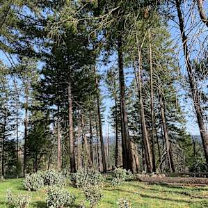 160 Acres amidst National Forest