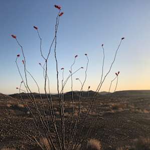blooming ocotillo