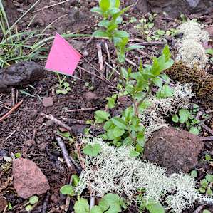 Mind the pink flags - Susan has added new planted growth :)
