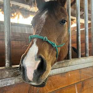 Horse Lovers Paradise - Bunkhouse