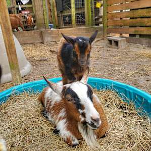 Baby standing on mom's back