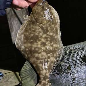 4/3/22-Small flounder caught directly in front of pier near boat slip corner.