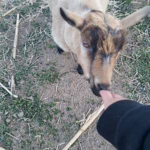 Rex & Cate's Hobby Farm
