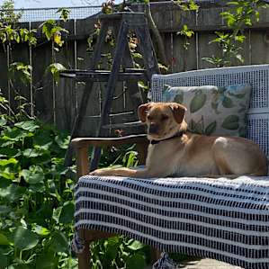 Frankie sunning himself