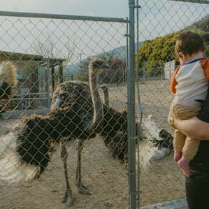 Ostrich showing his stuff