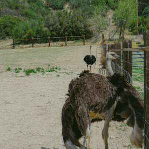 ostrich