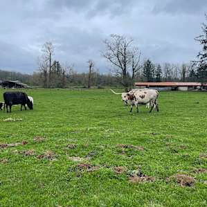 The Host's raise Longhorn cattle and are about 100 feet from camp!