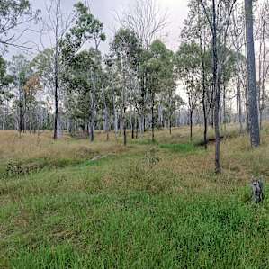Gums on Billabong