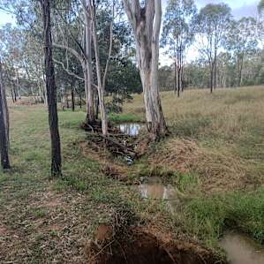 Gums on Billabong