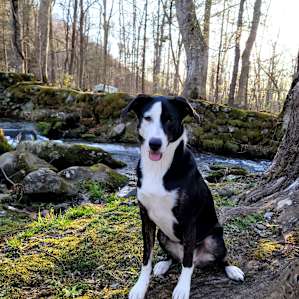 Magical Creekside Escape