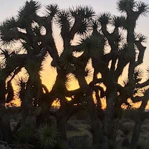 Joshua Tree Rancho