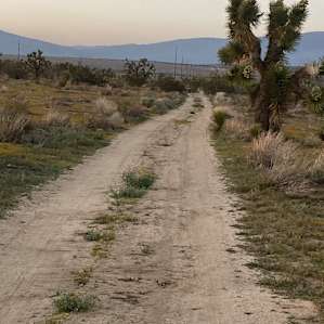 Joshua Tree Rancho
